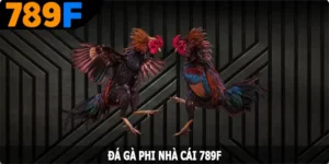 Đá Gà Phi - Hình Thức Cá Cược Hấp Dẫn Hàng Đầu Tại 789F