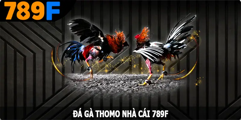 Đá Gà Thomo – 789F Nơi Hội Tụ Các Trận Đấu Chiến Kê Hàng Đầu