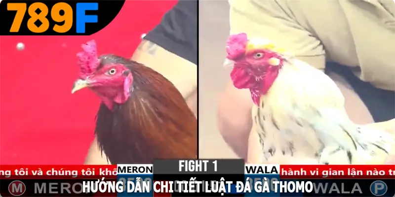 Hướng dẫn chi tiết luật đá gà Thomo cho người mới