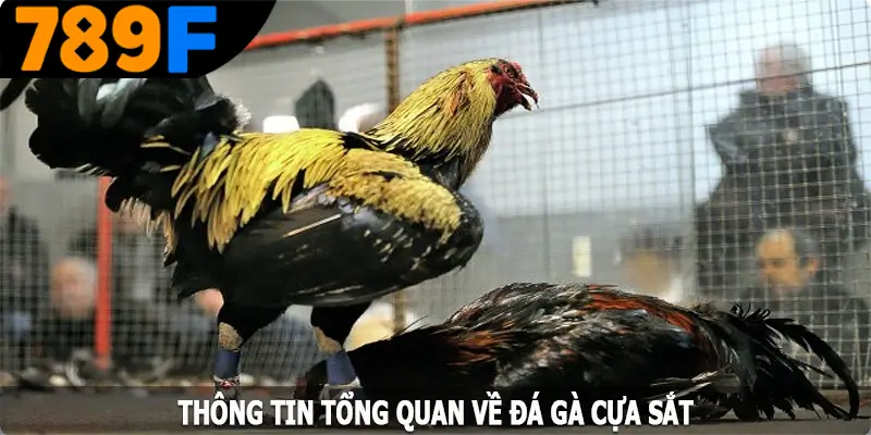 Thông tin tổng quan về đá gà cựa sắt tại 789F