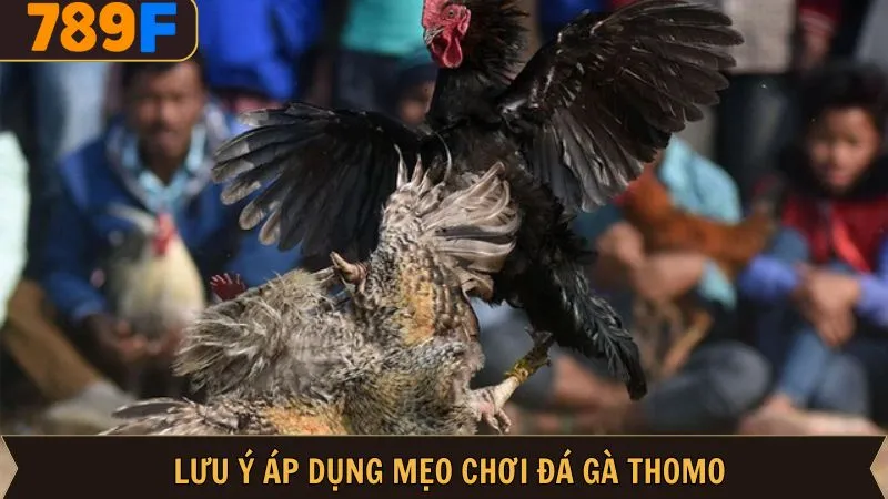 Cách áp dụng mẹo đá gà Thomo hiệu quả tối ưu nhất