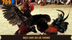 Mẹo Chơi Đá Gà Thomo - Bỏ Túi Trọn Bộ Bí Kíp Bất Bại