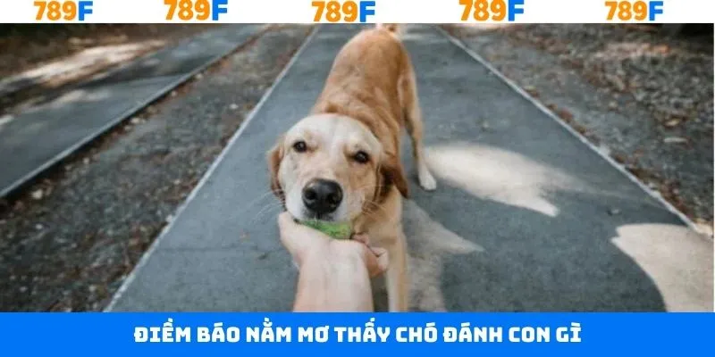 Giải đáp những giấc mơ thấy chó khác siêu hấp dẫn