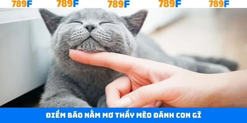 Một vài điềm báo quan trọng về nằm mơ thấy mèo đánh con gì