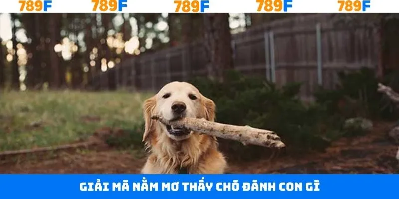 Tìm hiểu sơ lược về giấc mơ thấy chó siêu nổi bật