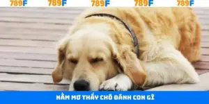 Nằm Mơ Thấy Chó Đánh Con Gì - Giải Mã Giấc Mơ Tại 789F