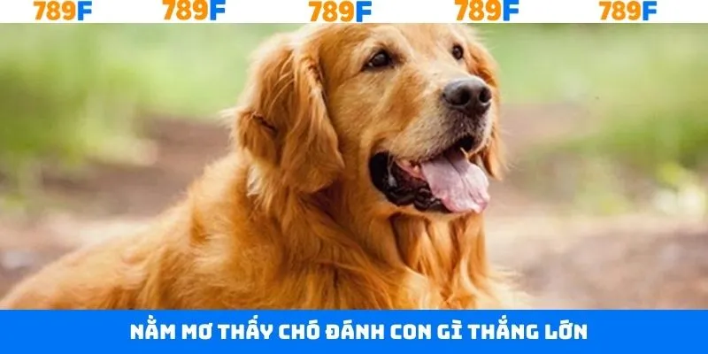 Những điềm báo về nằm mơ thấy chó đánh con gì